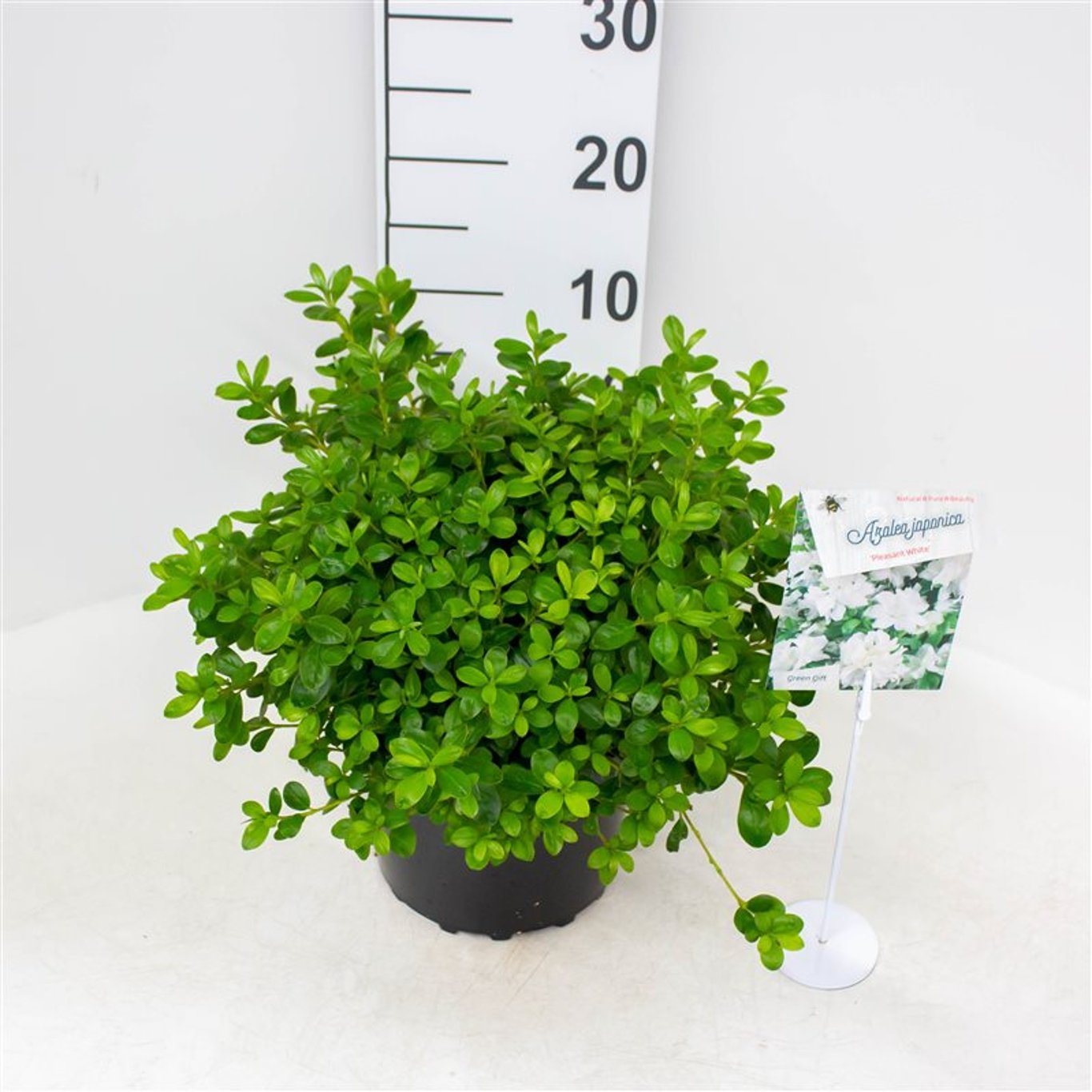 Rhododendron – Rhododendron (AJ); 'Pleasant White' - C4 25-30 CM